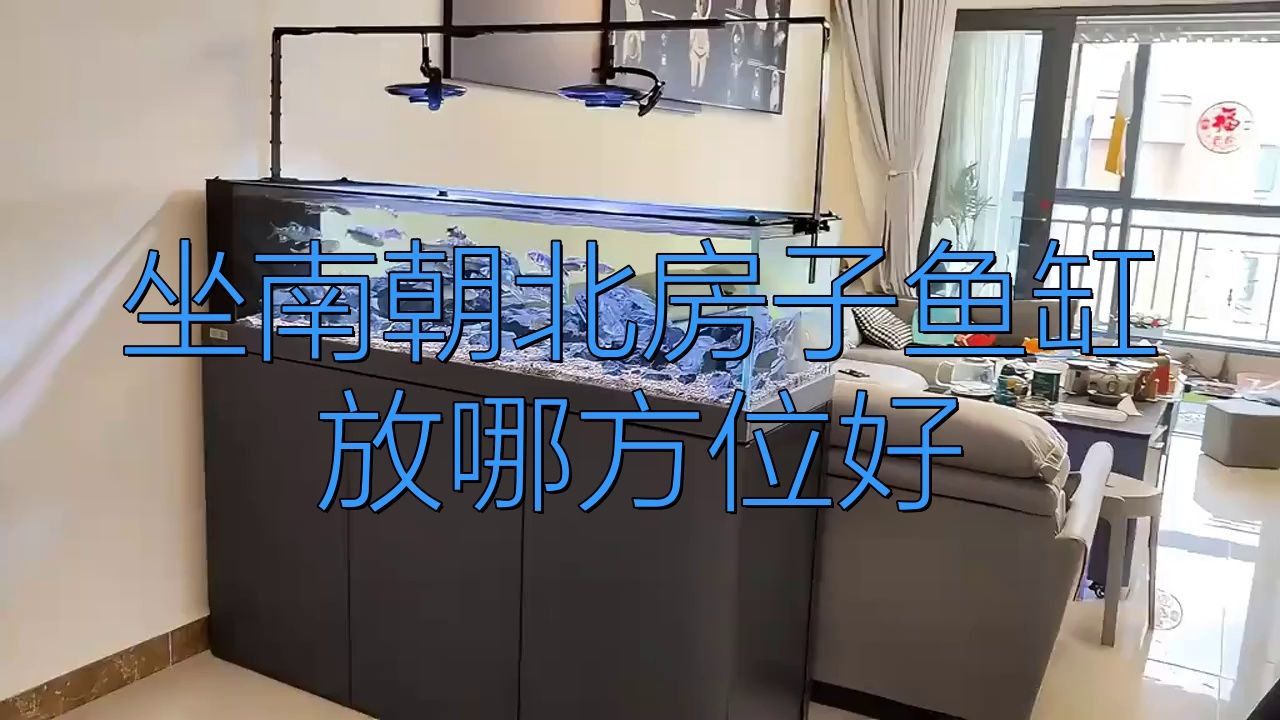 如何選擇適合南方擺放的魚缸？