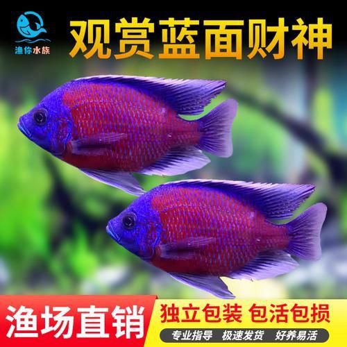 藍財神魚圖片大全