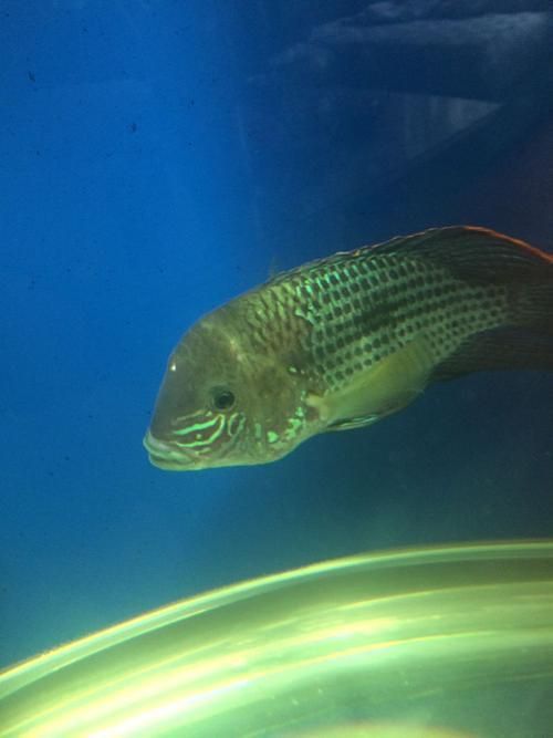 藍財神魚圖片大全