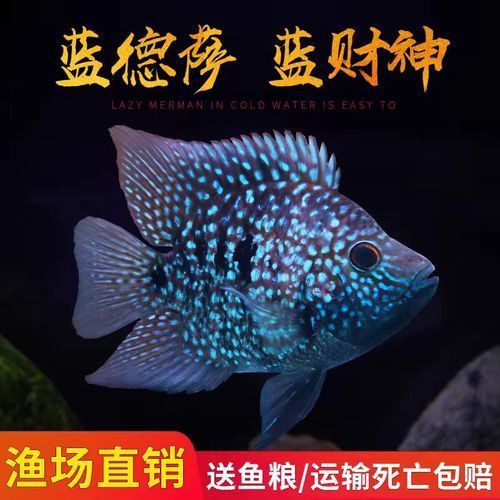 藍財神魚圖片大全