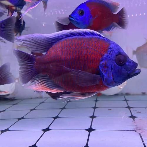 藍財神魚圖片大全