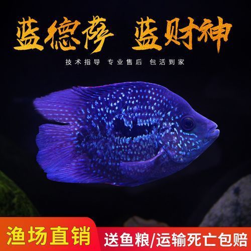 藍財神魚圖片大全