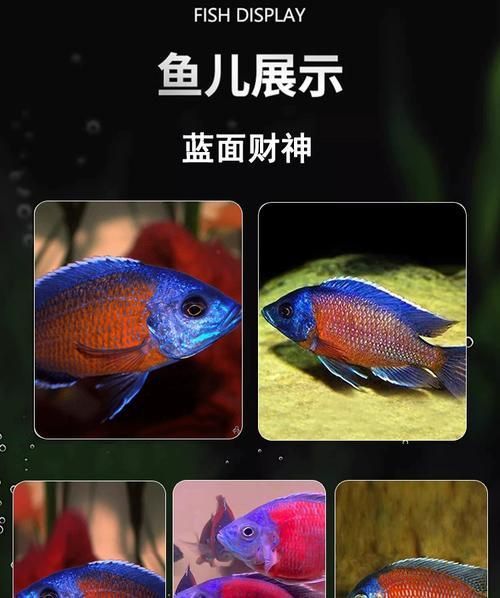 藍財神魚圖片大全