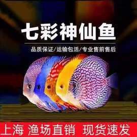 藍財神魚圖片大全
