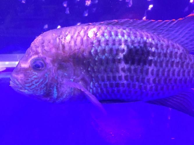 藍財神魚圖片大全