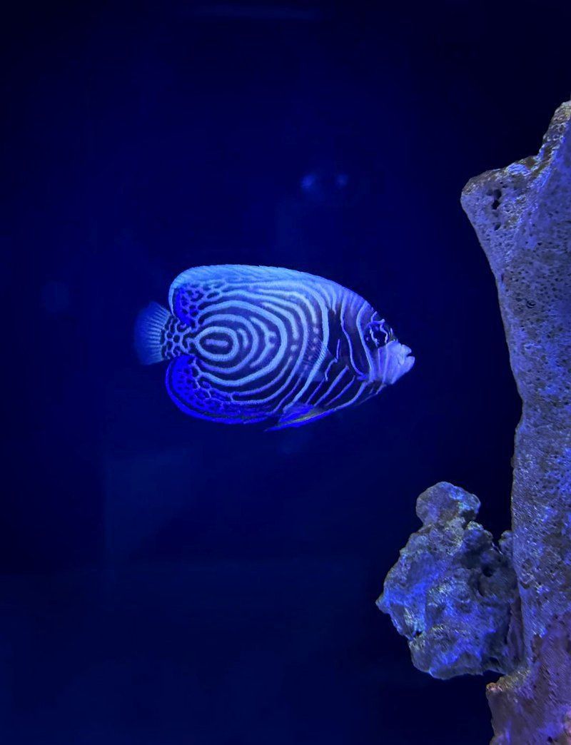 藍財神魚圖片大全