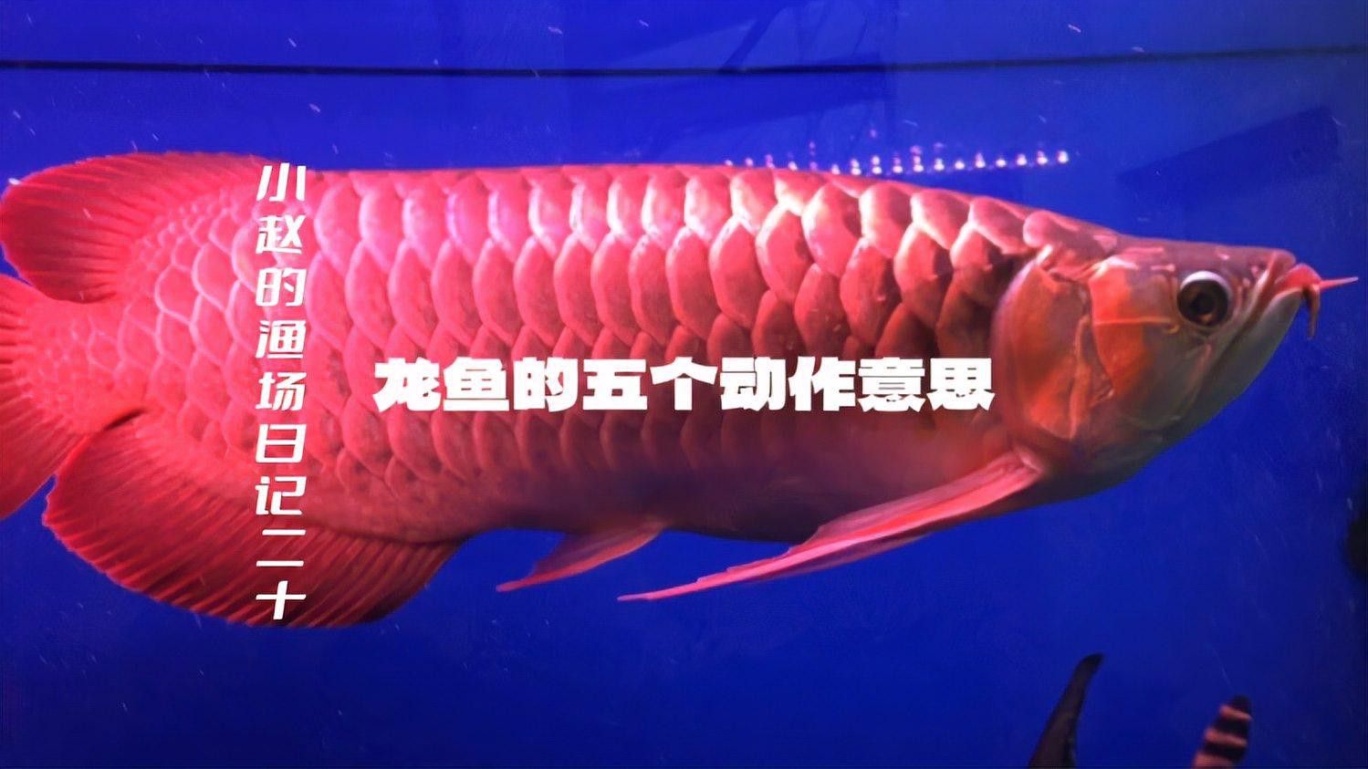 如何判斷紅背金龍魚是否生病？