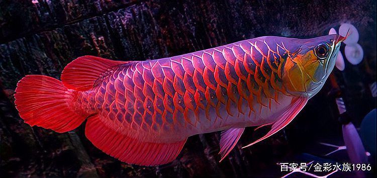 深圳龍魚市場怎么樣