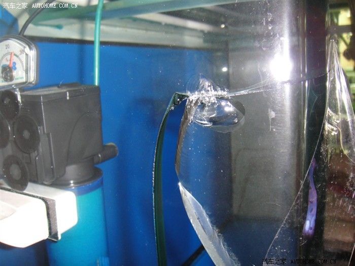 龍魚之家魚缸怎么樣啊：龍魚之家魚缸怎么樣