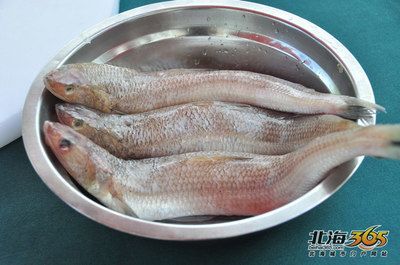 回龍魚是什么魚：回龍魚是一種體型較大、色彩斑斕、性格活潑的觀賞魚