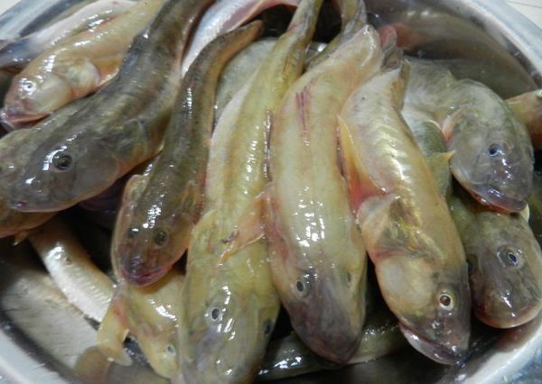 回龍魚是什么魚：回龍魚是一種體型較大、色彩斑斕、性格活潑的觀賞魚