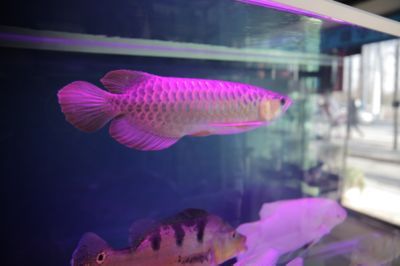 金龍魚臥底不吃食是什么原因：金龍魚臥底不吃食是什么原因呢？