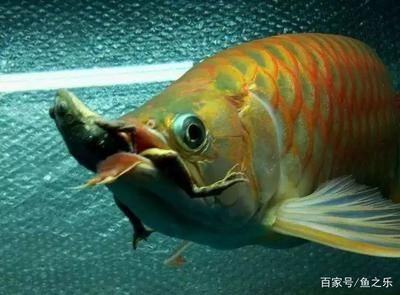 龍魚正常嘴型：龍魚的嘴型是正常的嘴型