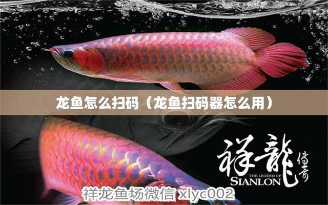 龍魚怎么掃碼（手機nfc掃描龍魚芯片信息解讀指南,手機nfc掃描龍魚芯片教程）