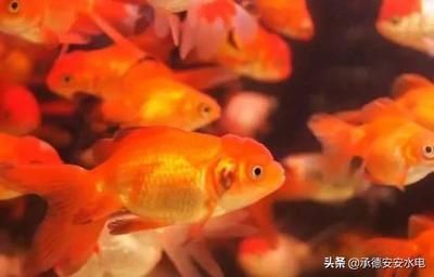 觀賞魚苗選購技巧指南：觀賞魚苗選購技巧