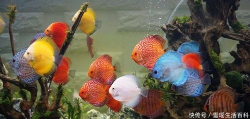 觀賞魚苗選購技巧指南：觀賞魚苗選購技巧