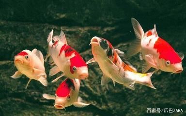 觀賞魚苗選購技巧指南：觀賞魚苗選購技巧