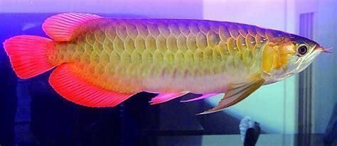 紅龍魚繁殖期水質管理：紅龍魚繁殖期水溫調控方法紅龍魚繁殖期水溫調控方法
