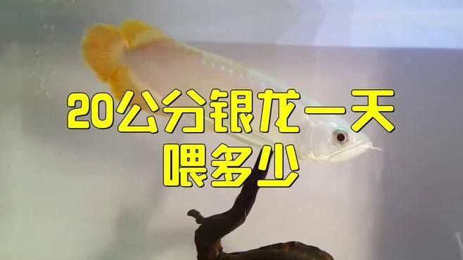 銀龍魚一天喂食幾次