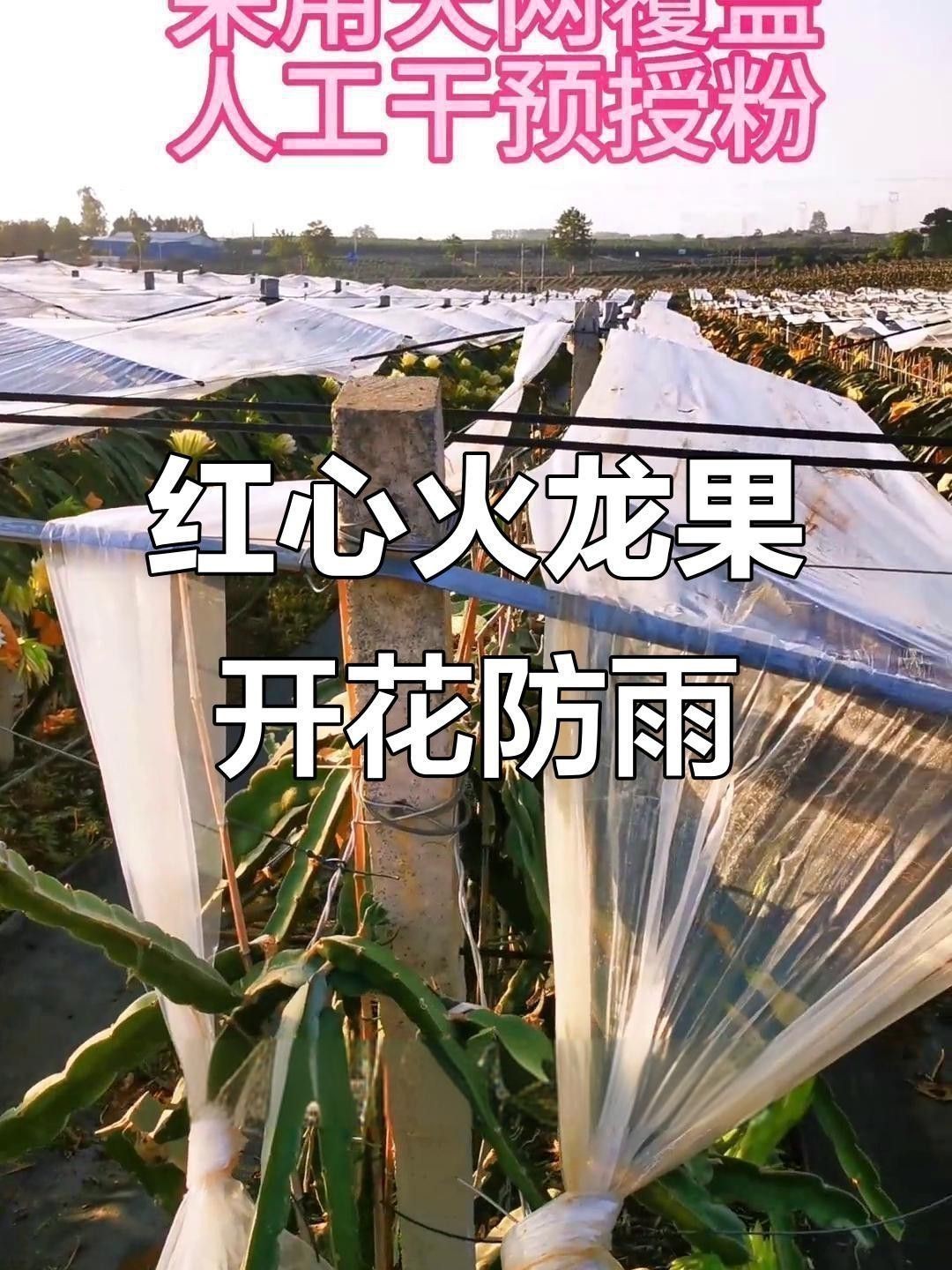 哪種遮雨設施對紅龍最有效？ 哪種遮雨設施對紅龍最有效？ 龍魚百科 第4張