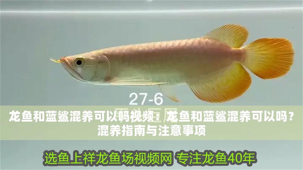 龍魚和藍鯊混養可以嗎視頻：龍魚和藍鯊混養可以嗎？混養指南與注意事項