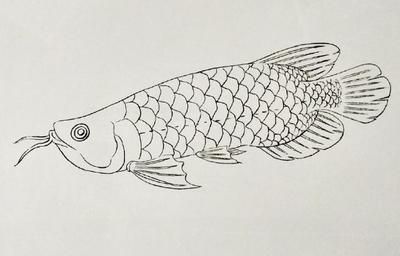 金龍魚的素描畫法：金龍魚的素描畫法介紹