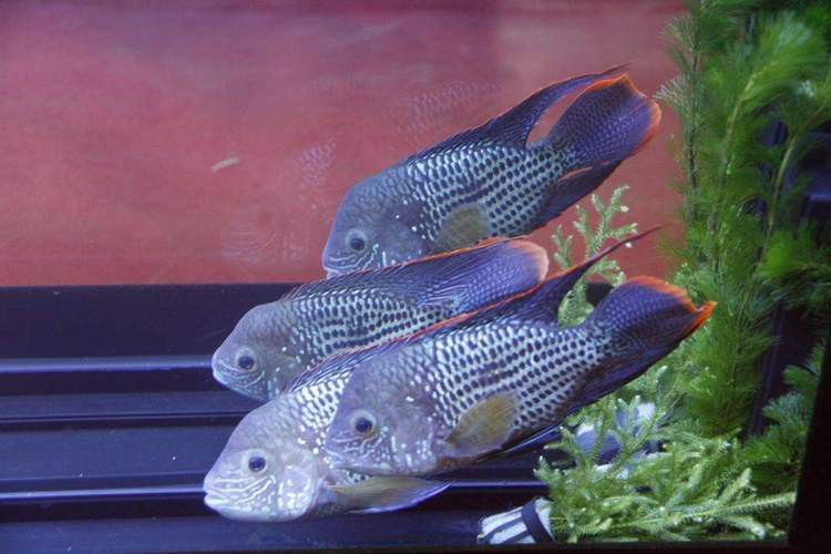 紅尾黃冠可以和龍魚混養嗎圖片欣賞