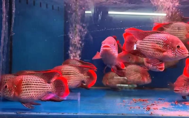 紅尾黃冠可以和龍魚混養嗎圖片欣賞
