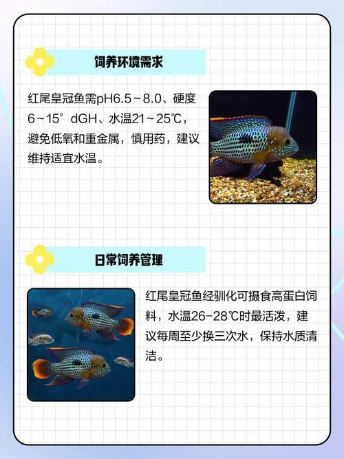 紅尾黃冠可以和龍魚混養嗎圖片欣賞