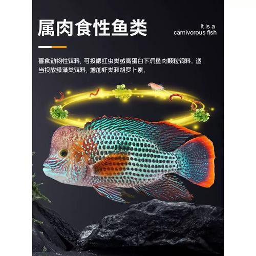 紅尾黃冠可以和龍魚混養嗎圖片欣賞
