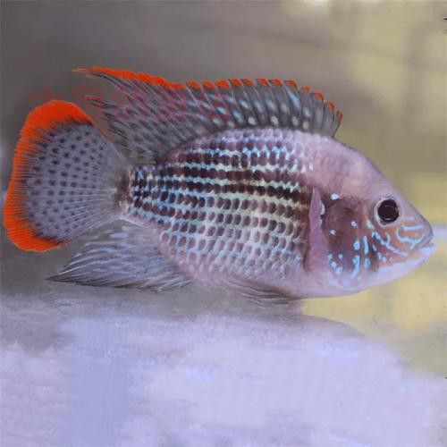 紅尾黃冠可以和龍魚混養嗎圖片欣賞