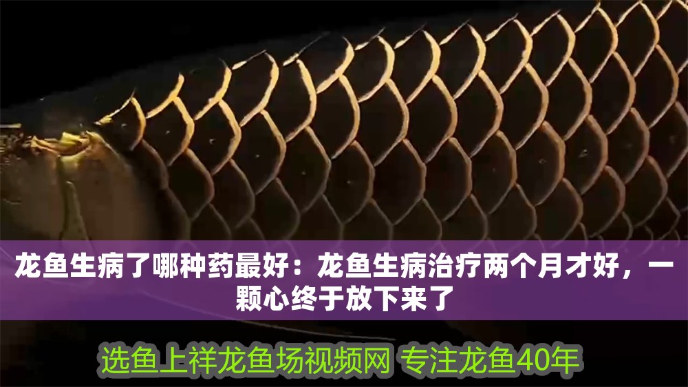 龍魚生病了哪種藥最好：龍魚生病治療兩個(gè)月才好，一顆心終于放下來(lái)了