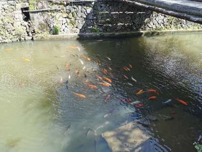 雷斯塔瑞龍魚多少錢：雷斯塔瑞龍魚價格