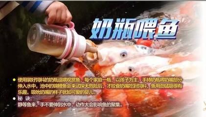 雷斯塔瑞龍魚多少錢：雷斯塔瑞龍魚價格