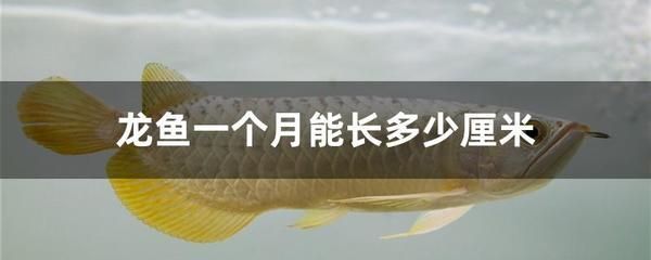 龍魚一次喂多少魚糧合適：龍魚一次喂多少魚糧合適喂多少魚糧合適