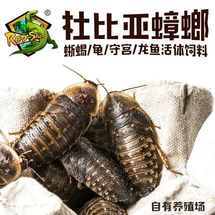龍魚吃啥能變色啊圖片視頻：龍魚體色變化影響因素