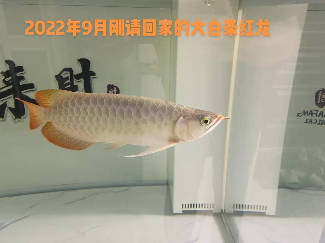 紅龍魚(yú)一年能長(zhǎng)多大啊圖片
