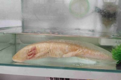龍魚兩個月不吃食怎么辦：龍魚不吃食怎么辦