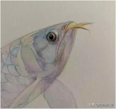 龍魚上色技巧和方法：龍魚的上色技巧