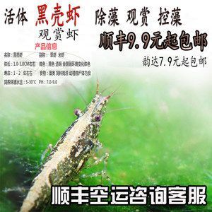 龍魚喂飼料還是喂蝦好：關于龍魚喂養(yǎng)的建議