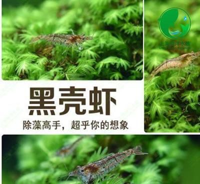 龍魚喂飼料還是喂蝦好：關于龍魚喂養(yǎng)的建議