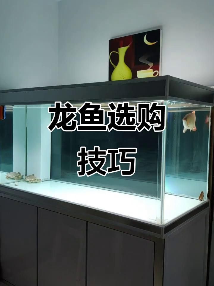 如何挑選20厘米左右的金龍魚？
