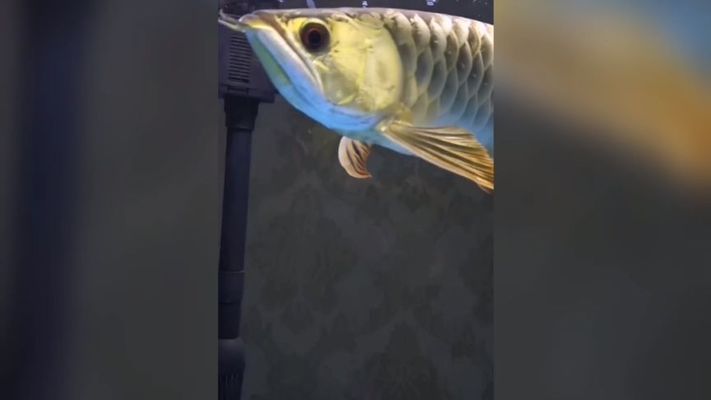 金龍魚的魚缸標(biāo)準(zhǔn)尺寸是多少（如何挑選金龍魚魚缸過濾器）