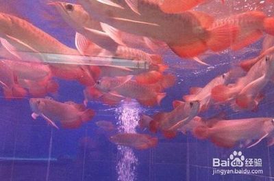 紅龍魚如何挑選好的魚苗：如何挑選好的紅龍魚魚苗