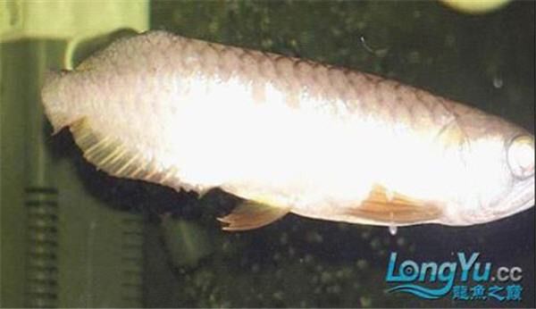 金龍魚掉尾是怎么回事