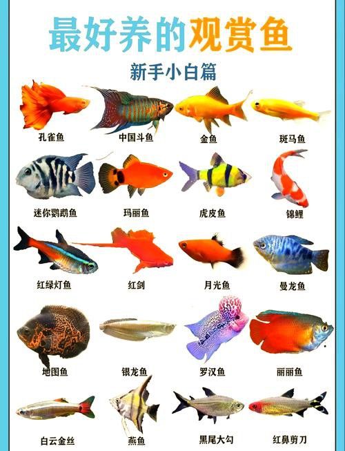 混養伙伴如何選擇體型？