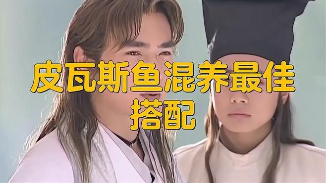 混養伙伴如何選擇體型？