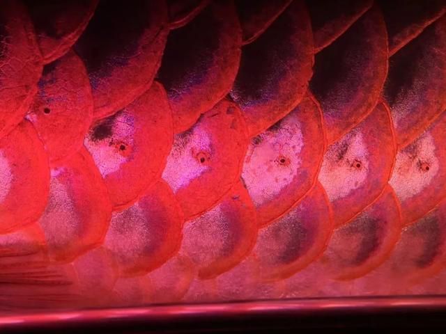 紅龍魚什么時候上側燈（紅龍魚什么時候上側燈合適紅龍魚多大上側燈合適）