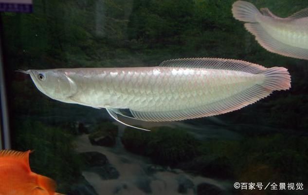 金龍魚和銀龍魚有人收購(gòu)嗎，金龍魚和銀龍魚在市場(chǎng)上的收購(gòu)情況