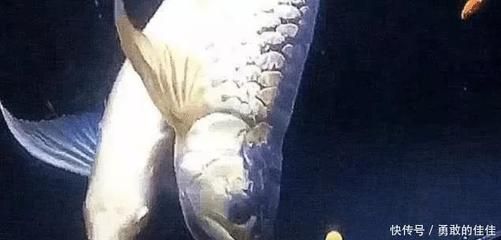 金龍魚是怎么繁殖的金龍魚是怎么繁殖的金龍魚是怎么繁殖的：金龍魚怎么繁殖，多久繁殖一次